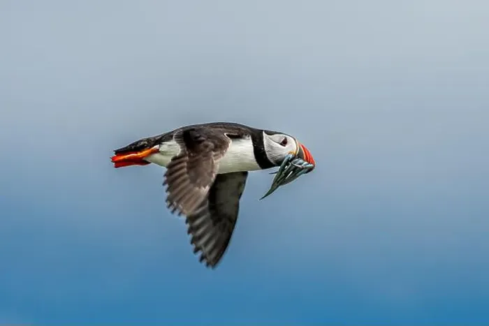 Framed Print : Seabird Species Atlantic Puffin (Fratercula arctica) Framed Print : Seabird Species Atlantic Puffin (Fratercula arctica)