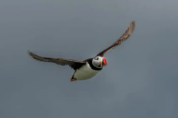 Framed Print : Seabird Species Atlantic Puffin (Fratercula arctica) Framed Print : Seabird Species Atlantic Puffin (Fratercula arctica)