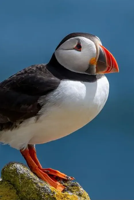 Framed Print : Seabird Species Atlantic Puffin (Fratercula arctica) Framed Print : Seabird Species Atlantic Puffin (Fratercula arctica)