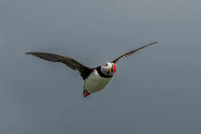 Framed Print : Seabird Species Atlantic Puffin (Fratercula arctica) Framed Print : Seabird Species Atlantic Puffin (Fratercula arctica)