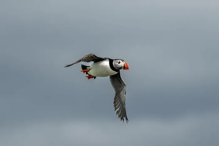 Framed Print : Seabird Species Atlantic Puffin (Fratercula arctica) Framed Print : Seabird Species Atlantic Puffin (Fratercula arctica)