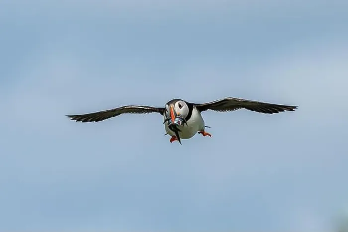Framed Print : Seabird Species Atlantic Puffin (Fratercula arctica) Framed Print : Seabird Species Atlantic Puffin (Fratercula arctica)