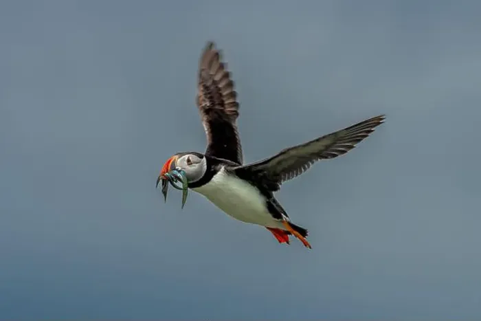 Framed Print : Seabird Species Atlantic Puffin (Fratercula arctica) Framed Print : Seabird Species Atlantic Puffin (Fratercula arctica)