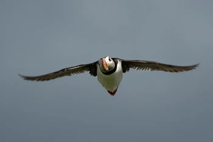 Framed Print : Seabird Species Atlantic Puffin (Fratercula arctica) Framed Print : Seabird Species Atlantic Puffin (Fratercula arctica)