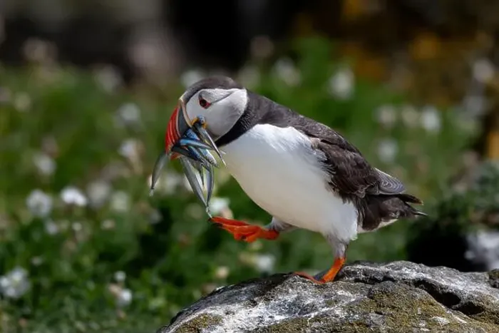 Framed Print : Seabird Species Atlantic Puffin (Fratercula arctica) Framed Print : Seabird Species Atlantic Puffin (Fratercula arctica)