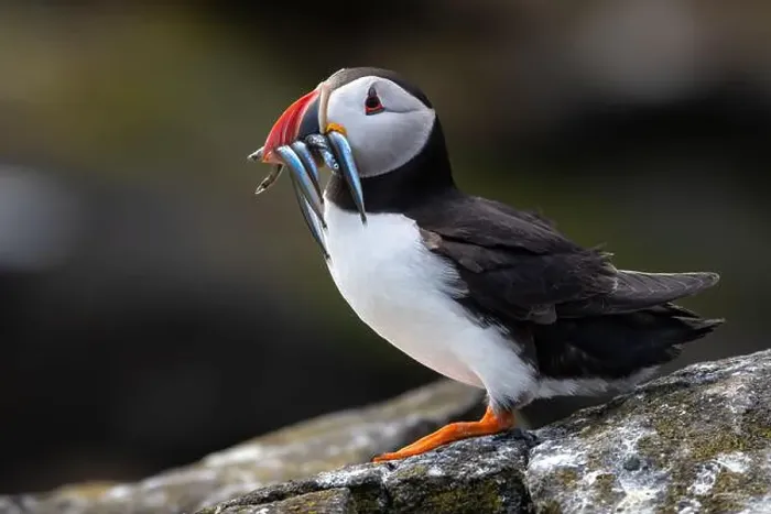 Framed Print : Seabird Species Atlantic Puffin (Fratercula arctica) Framed Print : Seabird Species Atlantic Puffin (Fratercula arctica)