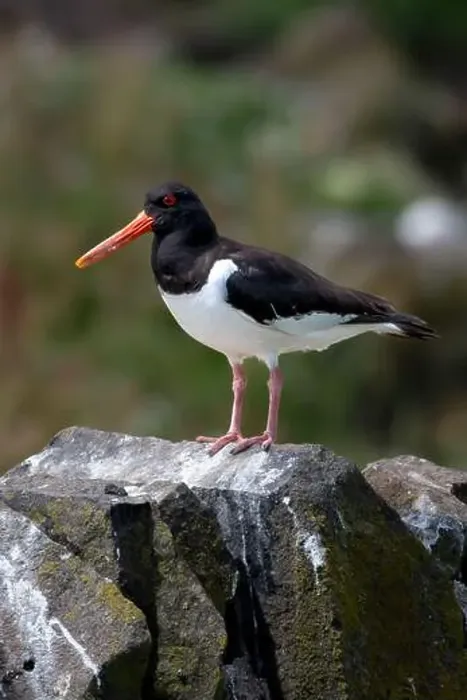 Framed Print : Seabird Species Oystercatcher (Haematopus Ostralegus) Framed Print : Seabird Species Oystercatcher (Haematopus Ostralegus)