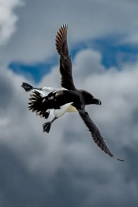 Framed Print : Seabird Species Razorbill (Alca Torda) Flies On The Isle Of May In The Firth Of Forth Near Anstruther In Scotland Framed Print : Seabird Species Razorbill (Alca Torda) Flies On The Isle Of May In The Firth Of Forth Near Anstruther In Scotland