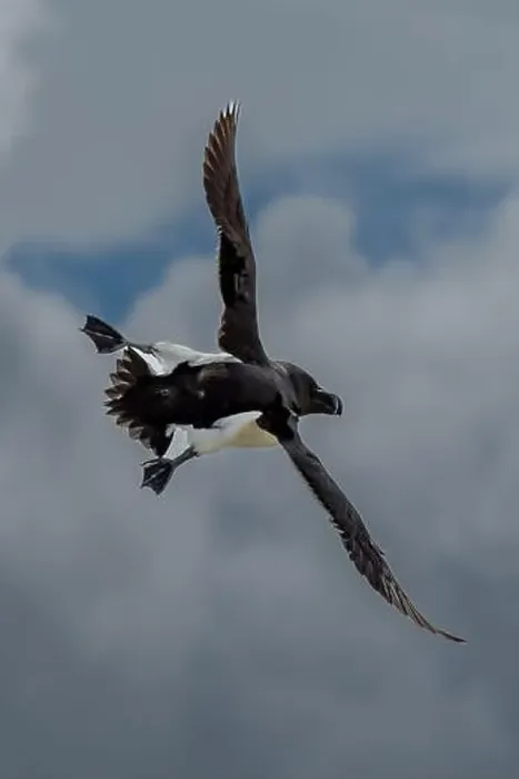 Framed Print : Seabird Species Razorbill (Alca Torda) Flies On The Isle Of May In The Firth Of Forth Near Anstruther In Scotland Framed Print : Seabird Species Razorbill (Alca Torda) Flies On The Isle Of May In The Firth Of Forth Near Anstruther In Scotland