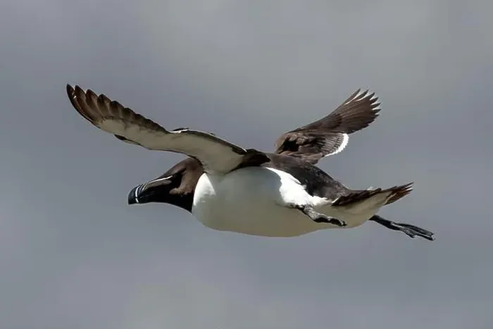 Framed Print : Seabird Species Razorbill (Alca Torda) Flies On The Isle Of May In The Firth Of Forth Near Anstruther In Scotland Framed Print : Seabird Species Razorbill (Alca Torda) Flies On The Isle Of May In The Firth Of Forth Near Anstruther In Scotland