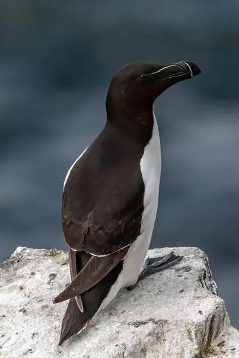 Framed Print : Seabird Species Razorbill (Alca Torda) On The Isle Of May In The Firth Of Forth Near Anstruther In Scotland Framed Print : Seabird Species Razorbill (Alca Torda) On The Isle Of May In The Firth Of Forth Near Anstruther In Scotland