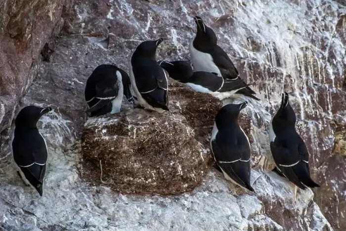 Framed Print : Seabird Species Razorbills (Alca Torda) At The Atlantic Coast Of St. Abbs Head In Scotland Framed Print : Seabird Species Razorbills (Alca Torda) At The Atlantic Coast Of St. Abbs Head In Scotland