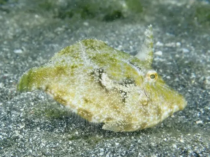 Framed Print : Seagrass filefish (Acreichthys tomentosus) resting on the sandy bottom of the sea Framed Print : Seagrass filefish (Acreichthys tomentosus) resting on the sandy bottom of the sea