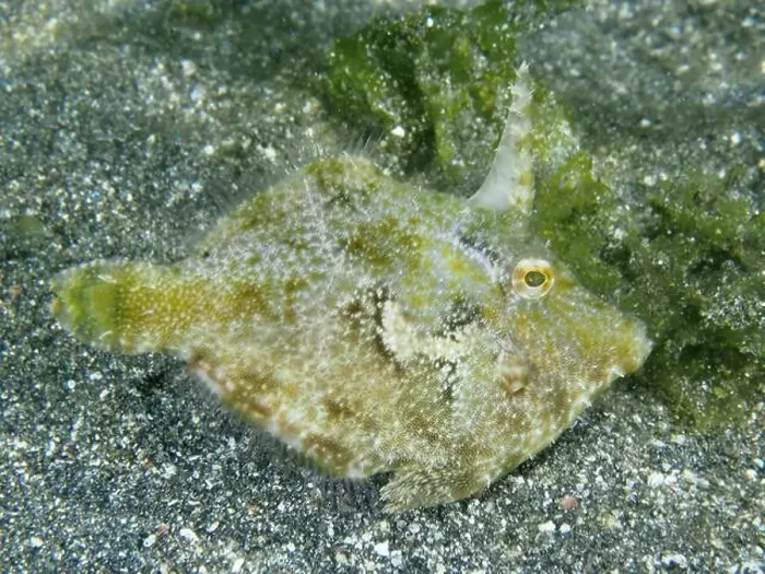 Framed Print : Seagrass filefish (Acreichthys tomentosus) on sandy seabed next to green algae Framed Print : Seagrass filefish (Acreichthys tomentosus) on sandy seabed next to green algae