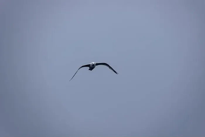 Framed Print : A seagull approaches with wings outstretched Framed Print : A seagull approaches with wings outstretched
