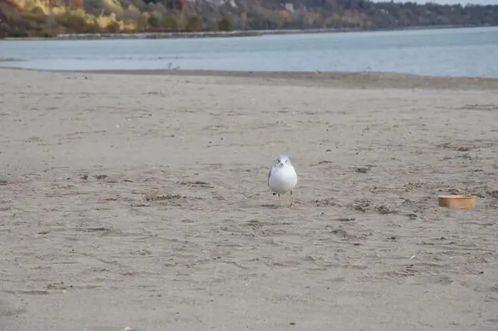 Framed Print : Seagull at Bluffer's Park Beach in Scarborough, Toronto, Ontario, Canada Framed Print : Seagull at Bluffer's Park Beach in Scarborough, Toronto, Ontario, Canada