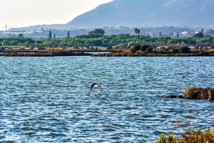 Framed Print : A seagull glides above Gialova Lagoon Framed Print : A seagull glides above Gialova Lagoon