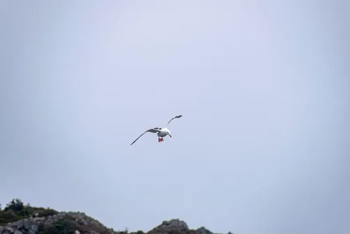 Framed Print : A seagull prepares to swoop Framed Print : A seagull prepares to swoop