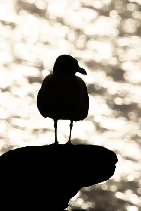 Framed Print : Seagull Silhouette at Esquamalt Lagoon, Victoria BC Framed Print : Seagull Silhouette at Esquamalt Lagoon, Victoria BC