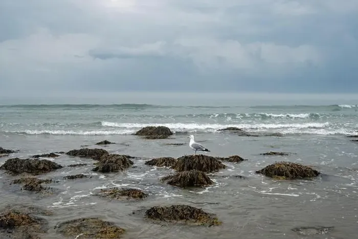 Framed Print : A seagull sits atop a rock as the ocean tide comes in Framed Print : A seagull sits atop a rock as the ocean tide comes in