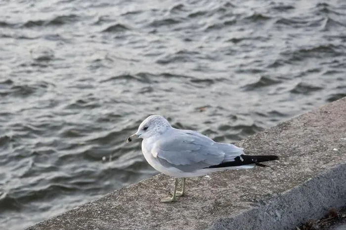 Framed Print : Seagull sitting on a ledge at JJ Plaus Park in Port Credit, Mississauga, Toronto, Ontario, Canada Framed Print : Seagull sitting on a ledge at JJ Plaus Park in Port Credit, Mississauga, Toronto, Ontario, Canada