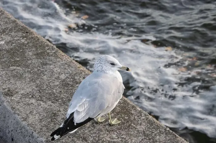 Framed Print : Seagull sitting on a ledge at JJ Plaus Park in Port Credit, Mississauga, Toronto, Ontario, Canada Framed Print : Seagull sitting on a ledge at JJ Plaus Park in Port Credit, Mississauga, Toronto, Ontario, Canada