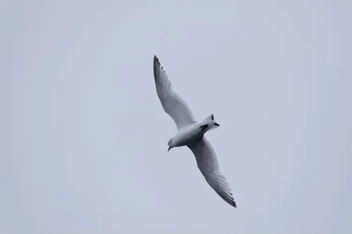 Framed Print : A seagull soars gracefully through the sky Framed Print : A seagull soars gracefully through the sky