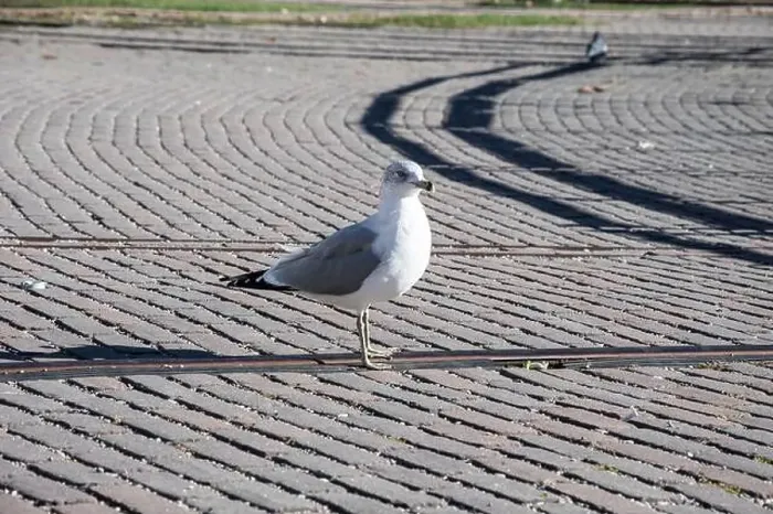 Framed Print : Seagull standing on the turntable at Roundhouse Park on Bremner Boulevard in downtown Toronto, Ontario, Canada Framed Print : Seagull standing on the turntable at Roundhouse Park on Bremner Boulevard in downtown Toronto, Ontario, Canada