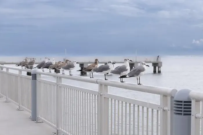 Framed Print : Seagulls on railing at on railing at Fort Desoto Park Pinellas County Florida USA Framed Print : Seagulls on railing at on railing at Fort Desoto Park Pinellas County Florida USA
