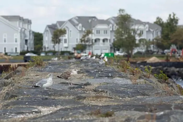 Framed Print : Two seagulls sit atop a seawall in Belford, New Jersey Framed Print : Two seagulls sit atop a seawall in Belford, New Jersey