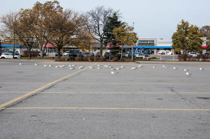 Framed Print : Seagulls sitting in a parking lot in Niagara Falls, Ontario, Canada Framed Print : Seagulls sitting in a parking lot in Niagara Falls, Ontario, Canada