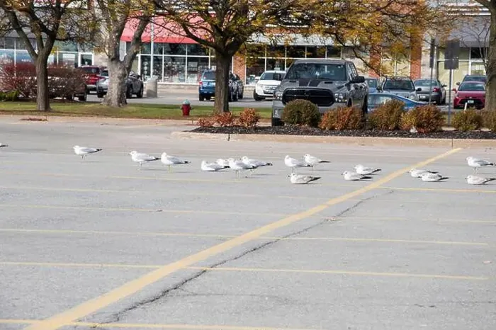 Framed Print : Seagulls sitting in a parking lot in Niagara Falls, Ontario, Canada Framed Print : Seagulls sitting in a parking lot in Niagara Falls, Ontario, Canada