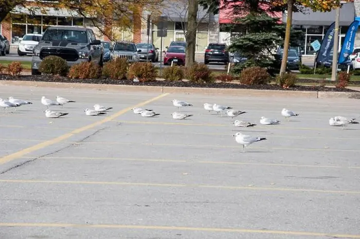 Framed Print : Seagulls sitting in a parking lot in Niagara Falls, Ontario, Canada Framed Print : Seagulls sitting in a parking lot in Niagara Falls, Ontario, Canada