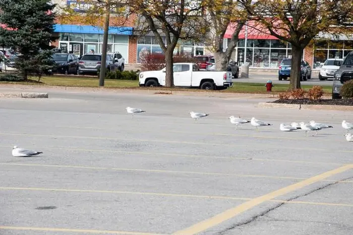 Framed Print : Seagulls sitting in a parking lot in Niagara Falls, Ontario, Canada Framed Print : Seagulls sitting in a parking lot in Niagara Falls, Ontario, Canada