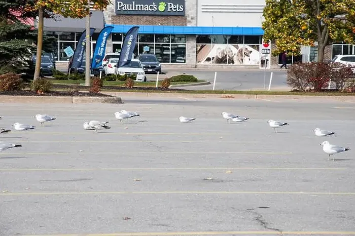 Framed Print : Seagulls sitting in a parking lot in Niagara Falls, Ontario, Canada Framed Print : Seagulls sitting in a parking lot in Niagara Falls, Ontario, Canada