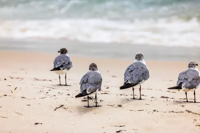Framed Print : Four seagulls standing on sandy beach near Atlantic ocean waves in Miami Beach on an sunny day. USA Framed Print : Four seagulls standing on sandy beach near Atlantic ocean waves in Miami Beach on an sunny day. USA