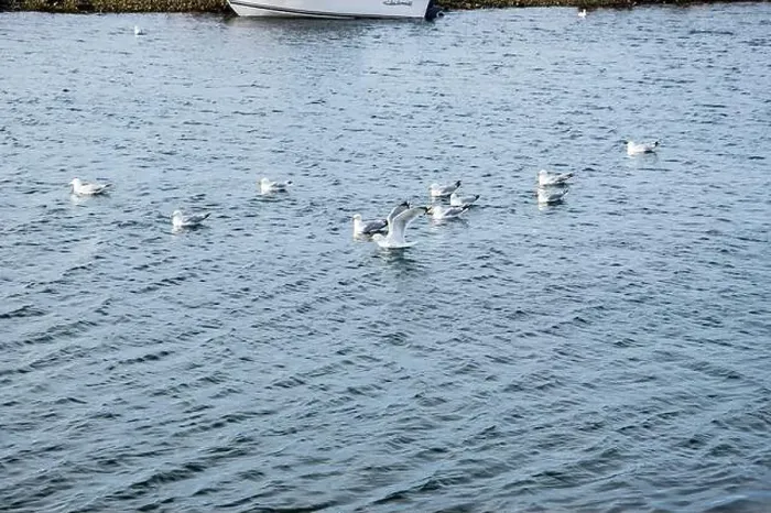 Framed Print : Seagulls wading in the water in Ferryland, Newfoundland & Labrador, Canada