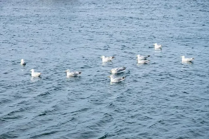 Framed Print : Seagulls wading in the water in Ferryland, Newfoundland & Labrador, Canada Framed Print : Seagulls wading in the water in Ferryland, Newfoundland & Labrador, Canada