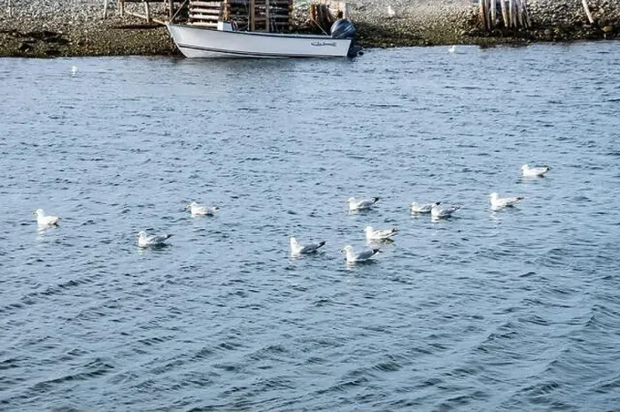 Framed Print : Seagulls wading in the water in Ferryland, Newfoundland & Labrador, Canada Framed Print : Seagulls wading in the water in Ferryland, Newfoundland & Labrador, Canada