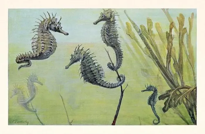 Framed Print : Seahorse. Antique book illustration by Brehm, Alfred Edmund, 1829-1884 Framed Print : Seahorse. Antique book illustration by Brehm, Alfred Edmund, 1829-1884