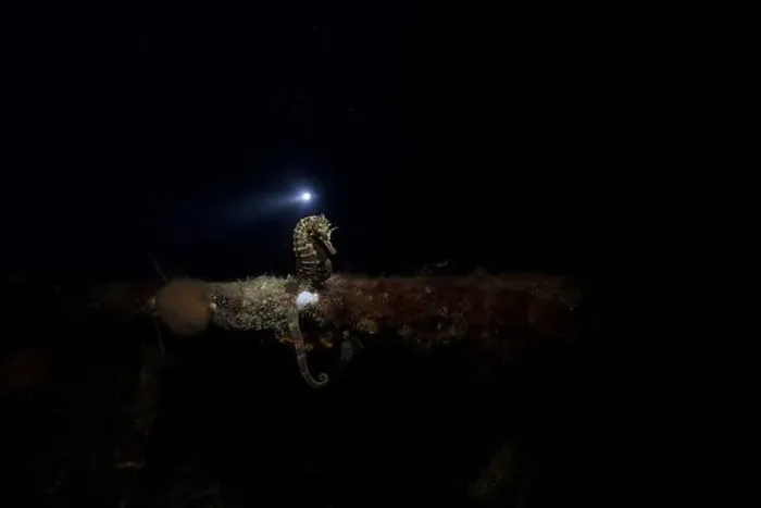 Framed Print : Seahorse resting on a structure at night time
