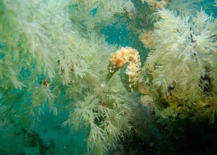 Framed Print : A seahorse among soft corals in turquoise light at the bottom of the Gulf of Oman in Fujairah, United Arab Emirates Framed Print : A seahorse among soft corals in turquoise light at the bottom of the Gulf of Oman in Fujairah, United Arab Emirates