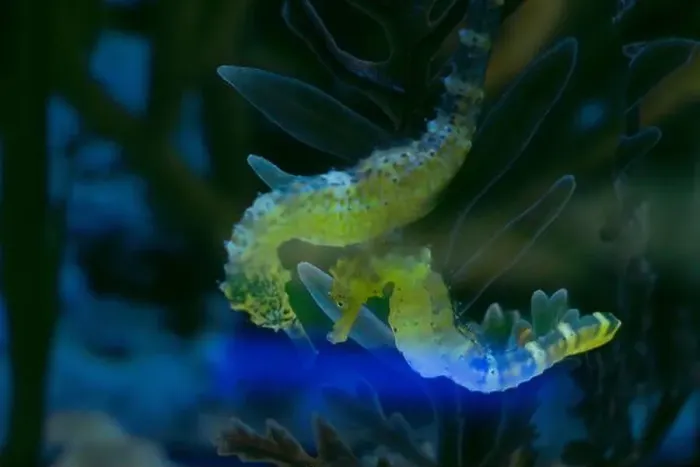 Framed Print : a seahorse is swimming in a seaweed Framed Print : a seahorse is swimming in a seaweed