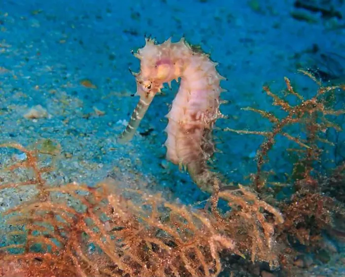 Framed Print : Seahorses, Hippocampe Deep Sea Exploration 2025 Framed Print : Seahorses, Hippocampe Deep Sea Exploration 2025
