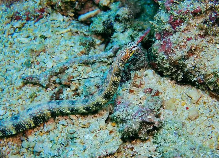 Framed Print : Seahorses, Hippocampe Deep Sea Exploration 2025 Framed Print : Seahorses, Hippocampe Deep Sea Exploration 2025