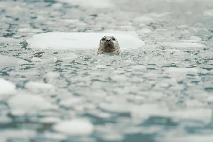 Framed Print : Seal Emerges Amidst Frozen Arctic Waters Surrounded by Ice and S Framed Print : Seal Emerges Amidst Frozen Arctic Waters Surrounded by Ice and S