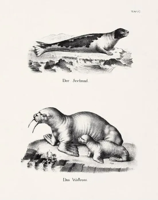 Framed Print : Seal Illustration. Feline Zoological Lithography. Natural History Art Framed Print : Seal Illustration. Feline Zoological Lithography. Natural History Art