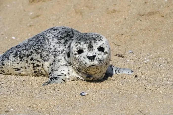 Framed Print : Seal pup on Three Mile Beach, Santa Cruz, California, USA Framed Print : Seal pup on Three Mile Beach, Santa Cruz, California, USA