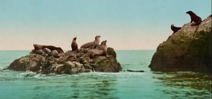 Framed Print : Seal Rocks, San Francisco, California 1901