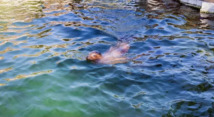 Framed Print : The seal is swimming in the water. High quality photo Framed Print : The seal is swimming in the water. High quality photo